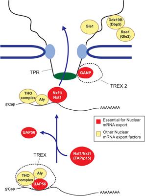 Sequence Determinants for Nuclear Retention and Cytoplasmic Export of mRNAs and lncRNAs